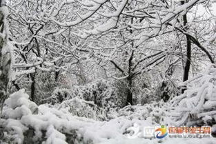 形容樹枝上的雪的古詩,形容雪大的詩句古詩,形容雪的古詩句有哪些