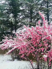 關于五月飛雪的詩句