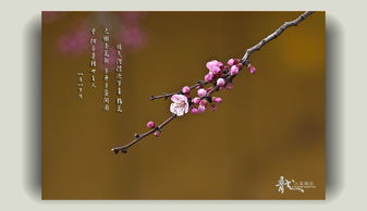 杏花的詩(shī)句古詩(shī)