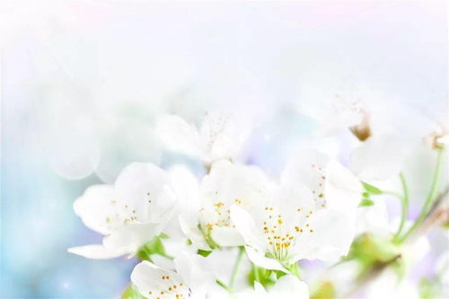 明月下孤獨的古詩句