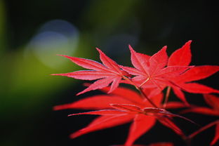 古詩(shī)詞,詩(shī)句,楓葉,離別