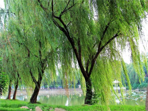 關(guān)于鶴和柳樹的詩句有哪些