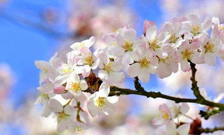 日本關(guān)于櫻花的唯美詩(shī)句