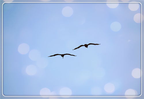 關(guān)于鳥孤獨(dú)的詩句有哪些