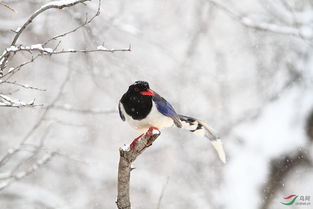 詩句,鳥兒,雪中