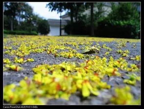 有關(guān)黃花的詩與黃花的詩句古詩詞