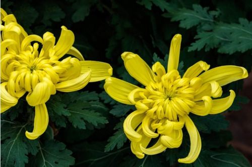 描寫黃菊花的詩(shī)句古詩(shī)