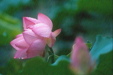 關(guān)于我雨的詩(shī)句