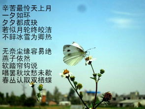 詩經(jīng)中關(guān)于愛情的經(jīng)典詩句,關(guān)于愛情長久的詩句經(jīng)典,關(guān)于愛情思念的詩句經(jīng)典