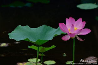 關(guān)于夏天花草的詩(shī)句