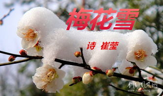 有關(guān)梅花雪的詩句古詩