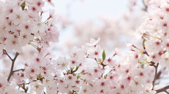 春雨櫻花唯美古詩句