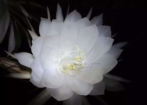 以曇花育人的古詩(shī)句