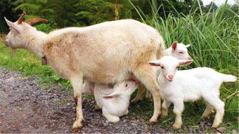 關于羔羊跪乳的詩句