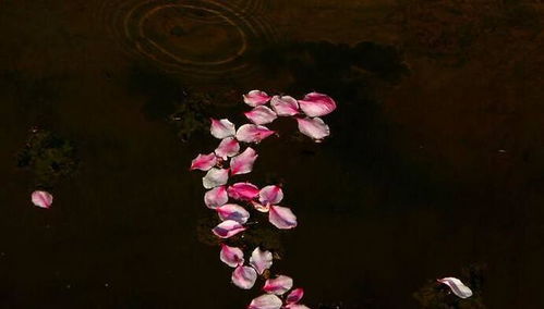 關(guān)于花朵凋謝時旳詩句