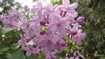 丁香花的古詩(shī)句