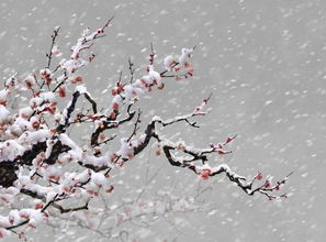 詩(shī)句,梅花,寫(xiě)出