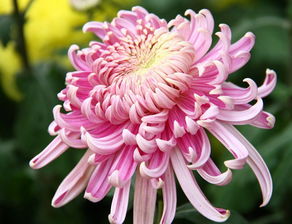 寫(xiě)首關(guān)于菊花的詩(shī)句