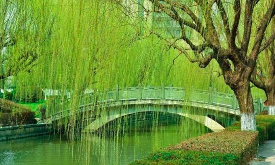古詩中巧妙運用比喻的詩句有