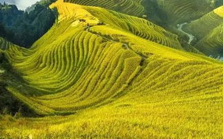 關(guān)于描寫(xiě)芒種的詩(shī)句古詩(shī),描寫(xiě)芒種的優(yōu)美詩(shī)句,描寫(xiě)芒種節(jié)氣的詩(shī)句