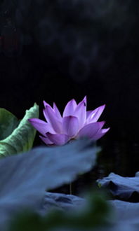 描寫冬天荷花的詩(shī)句古詩(shī)大全