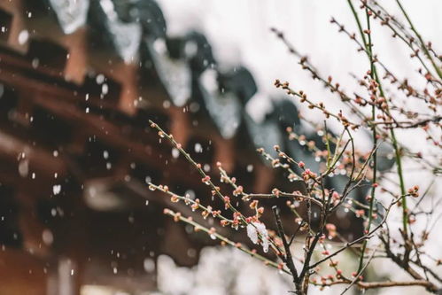 關(guān)于雪的詩(shī)句古詩(shī)名句,關(guān)于寫雪的詩(shī)句古詩(shī),關(guān)于雪的詩(shī)句古詩(shī)愛情