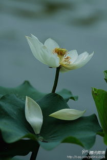 西湖,古詩(shī),詩(shī)句,夏天