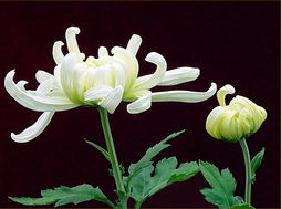 關(guān)于菊柳的詩句古詩