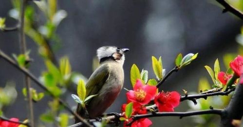 詩句,夏天