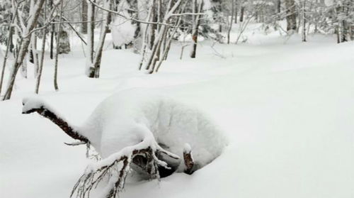 詩句,詠雪關(guān),于雪