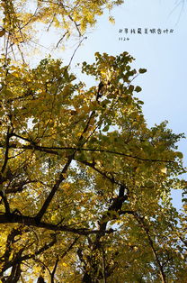 贊美冬天的詩(shī)句古詩(shī)詞,贊美冬天美景的詩(shī)句古詩(shī)詞,關(guān)于銀杏的詩(shī)句