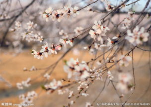關(guān)于桃花憂(yōu)傷的詩(shī)句古詩(shī)詞