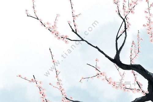 杏花,古詩(shī),詩(shī)句