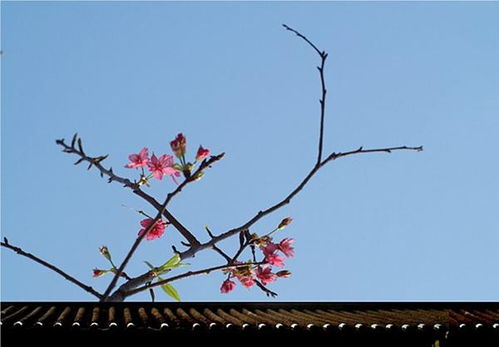 關(guān)于春和春草的詩(shī)句