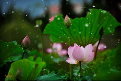 描寫秋天下雨的詩(shī)句古詩(shī)唯美,描寫夏天下雨的詩(shī)句古詩(shī),描寫春天下雨的詩(shī)句古詩(shī)