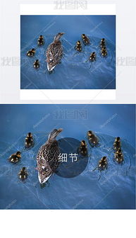 關(guān)于母鴨和小鴨的詩句