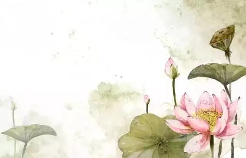 關于荷花有關的詩句古詩大全