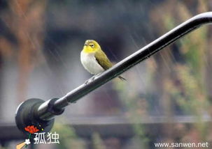 雨天孤獨(dú)的詩句有哪些,表達(dá)孤獨(dú)的詩句有哪些,孤獨(dú)無奈的詩句有哪些