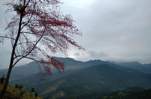 關(guān)于離家又想家的詩(shī)句
