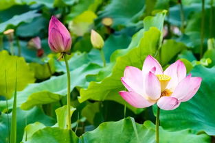 關(guān)于蓮葉和蓮花的詩句