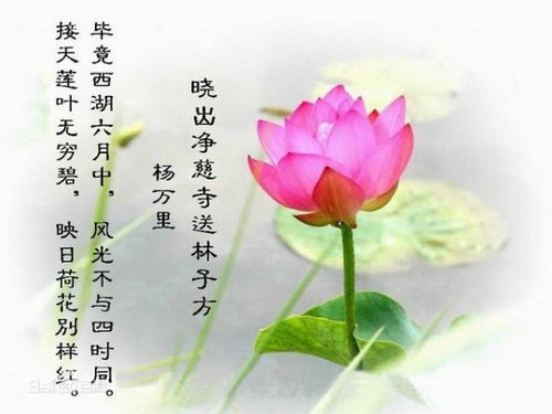 關(guān)于荷濤的詩(shī)句