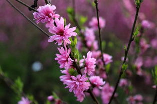 詩句,桃花