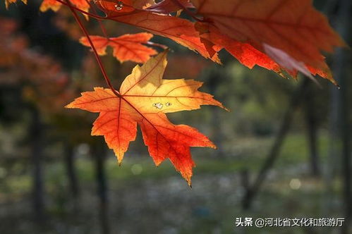 有關(guān)秋天楓葉的詩句古詩,贊美秋天楓葉的詩句古詩,描寫秋天楓葉的詩句古詩三年級(jí)