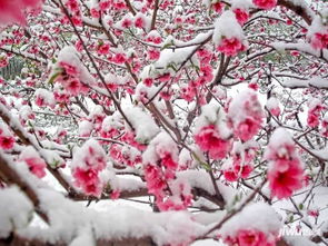 雪桃花詩(shī)句古詩(shī)