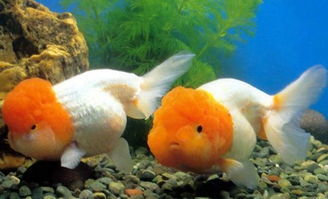 關(guān)于養魚(yú)旺財的詩(shī)句