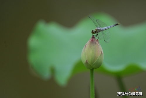 你能,兩句,詩(shī)句,蜻蜓