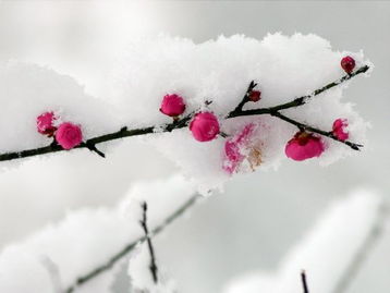 關(guān)于雪梅的詩句古詩大全,描寫雪梅的詩句古詩,古詩雪梅的意思和詩句解釋