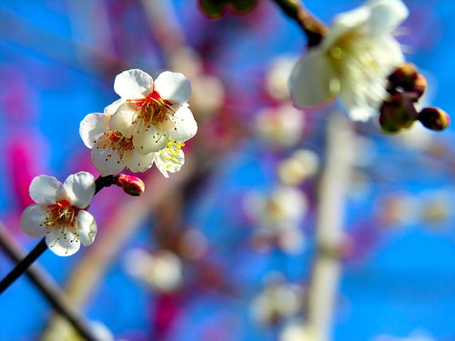 含有梅花的優(yōu)美古詩句