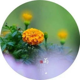 古詩,詩句,菊花,秋天