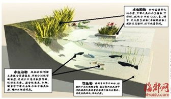 水體生態(tài)修復的原理(水體生態(tài)修復的原理)